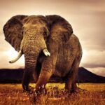 Year of the Elephant