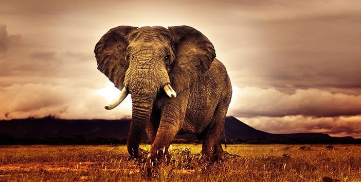 Year of the Elephant